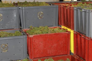 Chardonnay White grapes, during the harvest in Champagne 'Grand Cru' Area